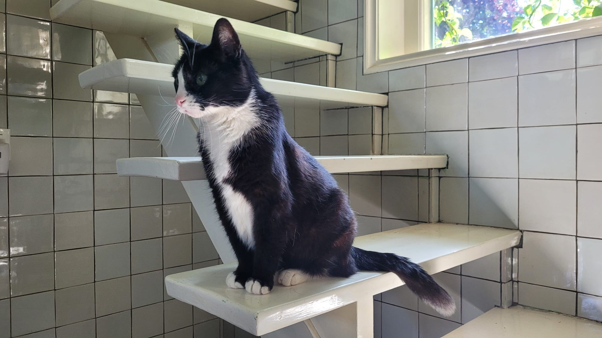Nellie the black-and-white cat sitting on a staircase
